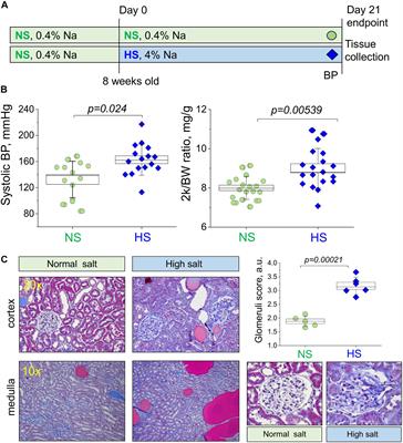 Renal Glomerular Mitochondria Function in Salt-Sensitive Hypertension